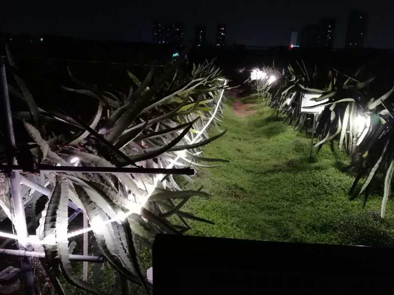 火龙果3.jpg
