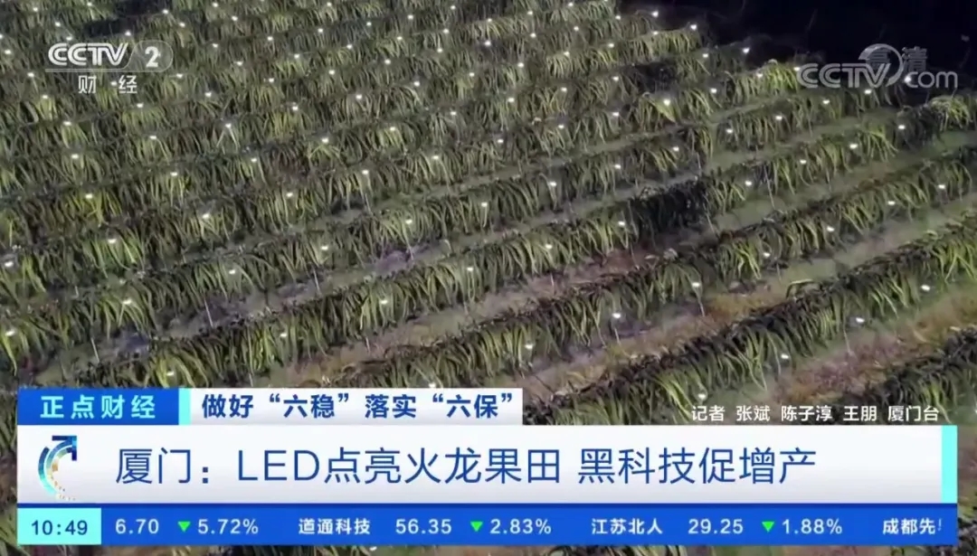 火龙果6.webp.jpg
